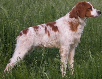 PREPELICAR BRETON